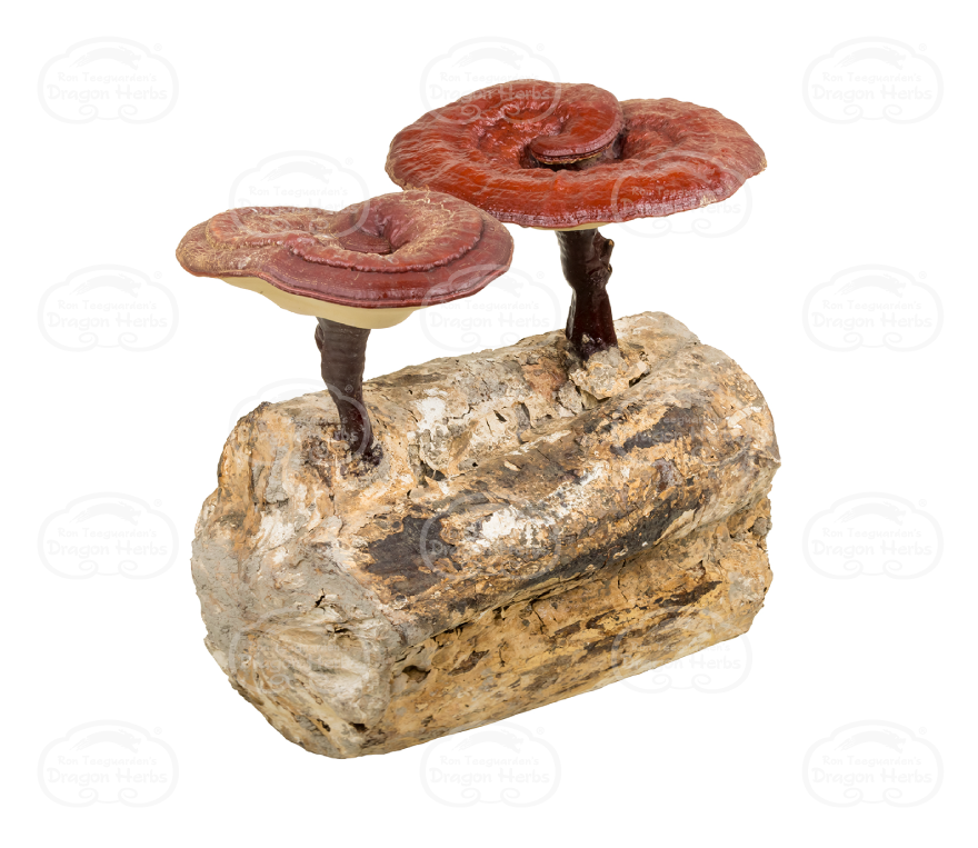 Duanwood Reishi 10:1 Ekstrakt fra Dragon Herbs
