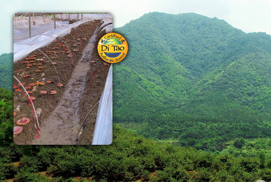 Duanwood Reishi 10:1 Extract from Dragon Herbs