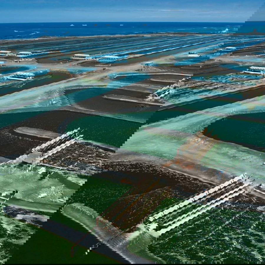 Hawaiiansk Spirulina Pulver