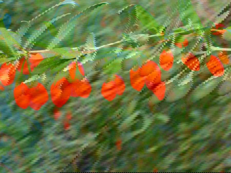 Alive Foods RAW Organic Goji Berries 150 grams