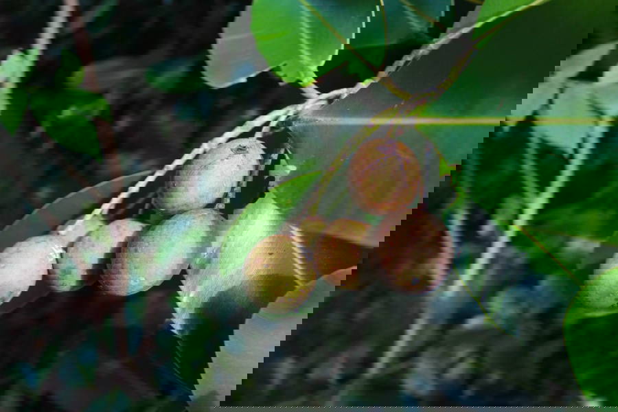 Fushi Tamanuolja - Ekologisk & Kallpressad