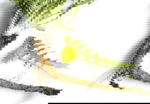 Ekologisk Maskrosrot, 100 g