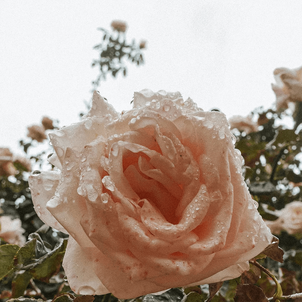 Loelle - Ekologiskt Rosenvatten, 50 ml