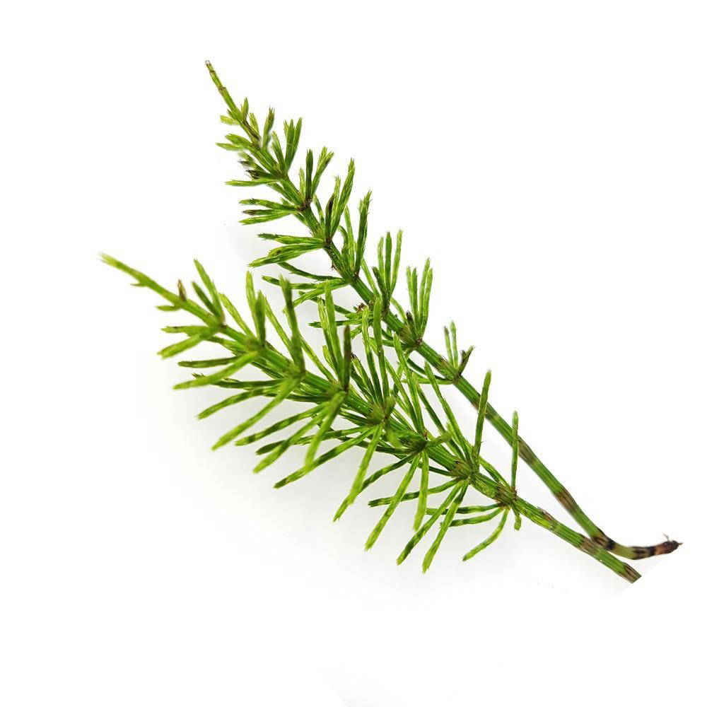 Odylique - Tea Tree & Herb Shampoo, 200 ml