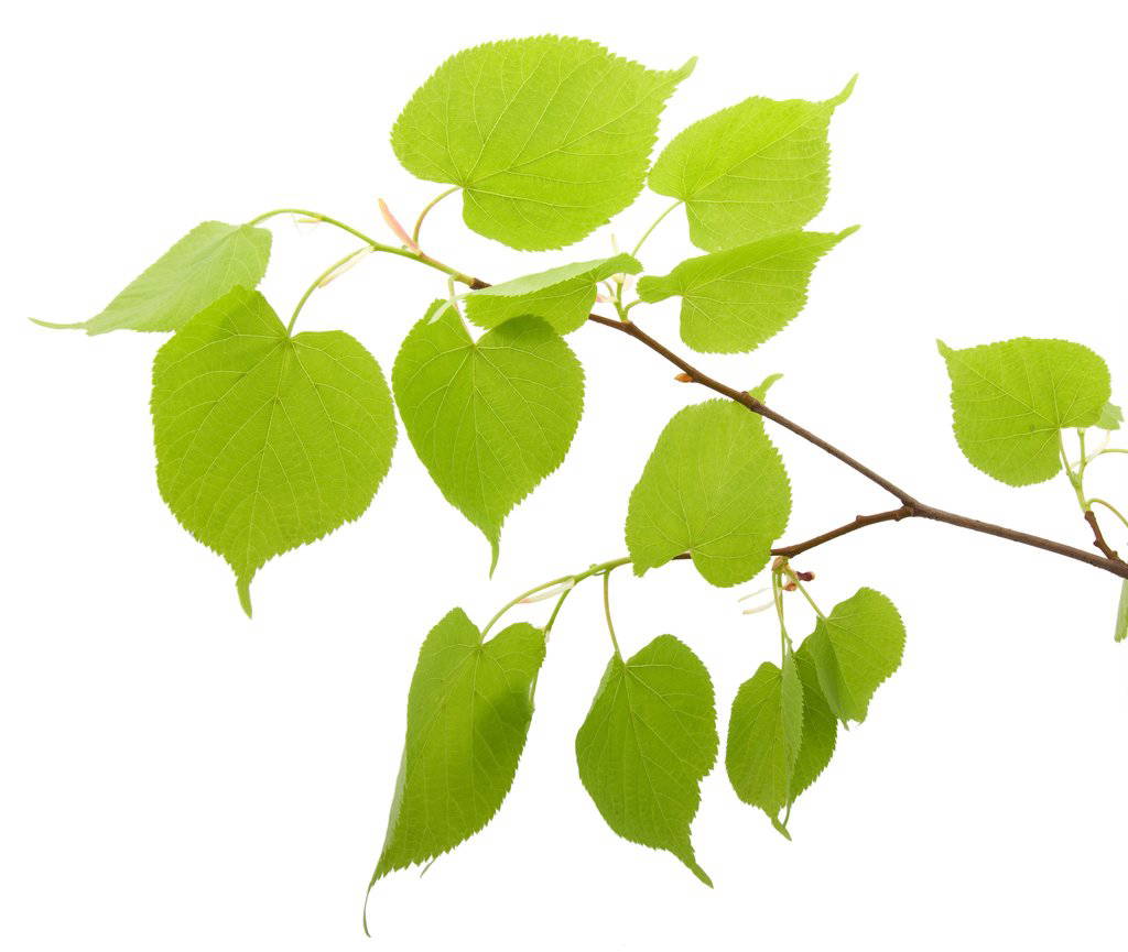 Logona - Color Prep Pre-treatment, 100 ml