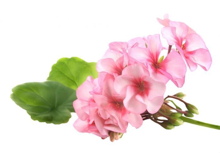 Crearome - Geraniumvann Økologisk, 100 ml