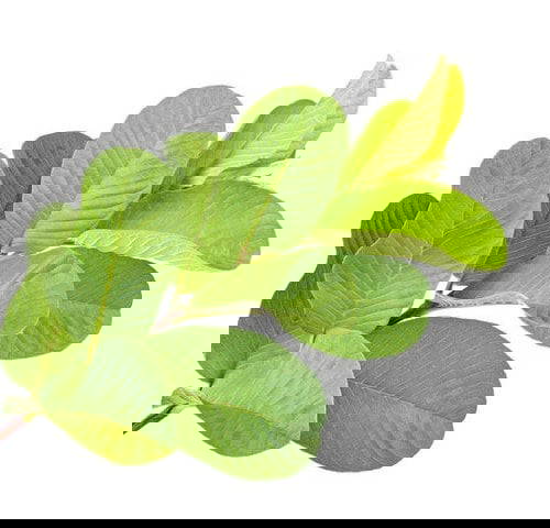 Global Healing Zinc / Flytande Zink, 59 ml