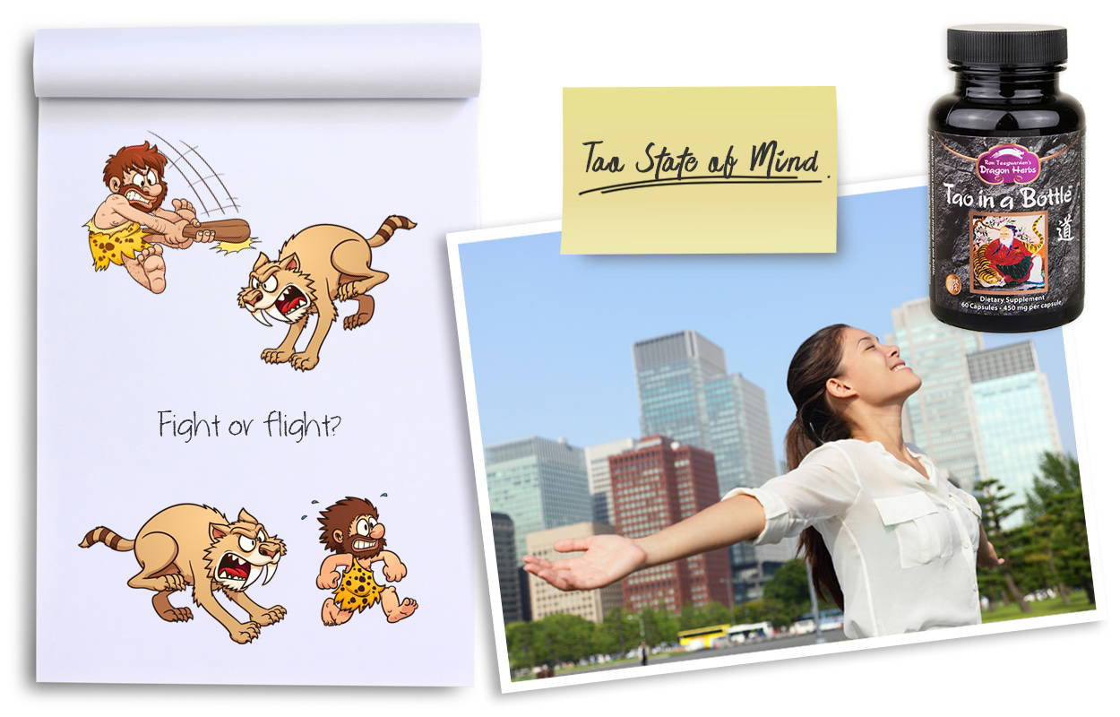 Tao in a Bottle from Dragon Herbs