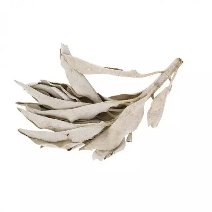 Vit Salvia från Kalifornien i box