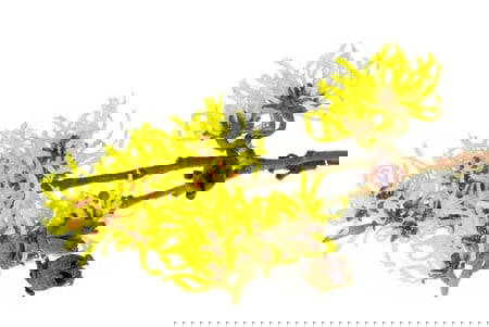 Hydrolat - Trollhassel (Hamameliss)