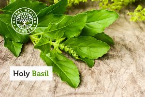 holy-basil-300x200.jpg