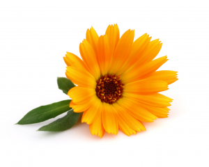 Calendula-Fotolia_35952652_M-300x240.png