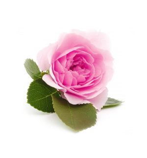 SN_Damascus_Rose_1024x1024-300x322.jpg