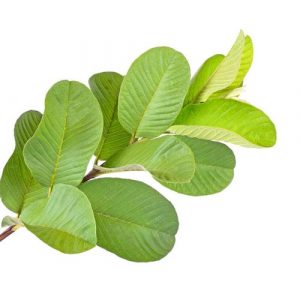 guava-leaf-extract-500x500-1-300x288.jpg