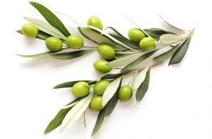 OliveLeaves2-300x197.jpeg