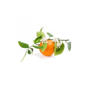 citrus-and-orange-blossom-300x300.jpg