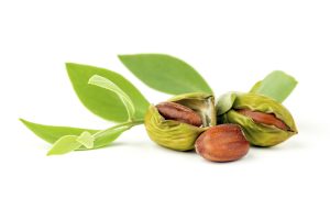 jojoba-leaf-and-fruit-300x200.jpg