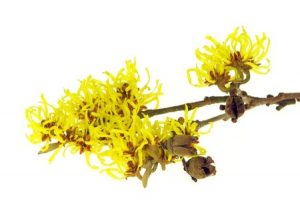 witch-hazel-herpes-treatment-1-300x201.jpg