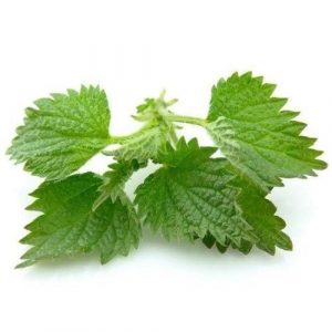 stinging-nettle-extract-nettle-roots-p-e.jpg_640x640-300x300.jpg