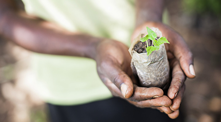 Glimja planterar träd i Afrika